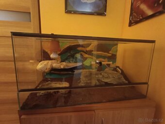 Boa constrictor- Hroznýš královský+terárium - 6