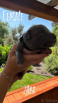 American bully xl s PP- rezervace štěňátek - 6