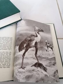 Augusta Josef - Divy prasvěta - 6