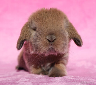 Zakrslí beránci s VP . Samičky . - 6