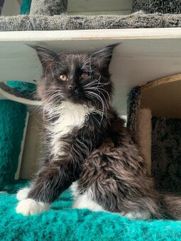 mainský mývalí kocourek s PP - 6