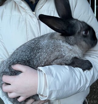 Nabízím králíky - 6