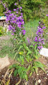 Zvonek klubkatý - Campanula glomerata  4000 semen 50 Kč - 6