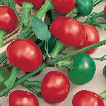 Semínka semena chilli i sladká paprika různé odrůdy - 6