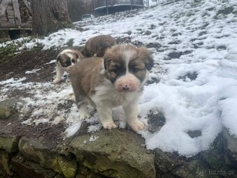 Prodám štěně border kolie - 6