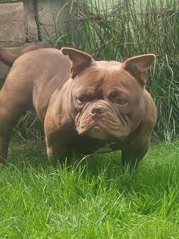American Bully Nano pes a fena - 6