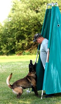 Belgický ovčák malinois s PP - 6
