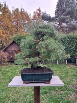 Bonsaj,bonsai Borovice - 6
