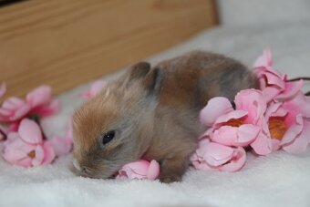 Miminka zakrslých teddy a lvíčků ihned k odběru i rezervaci - 6