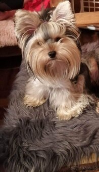 Jorkširsky teriér - 6