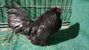 Prodám vídeňské rejdiče, antverpské vousáče a kočinky - 6