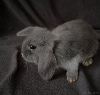 Zakrslý beránek králíček - 6