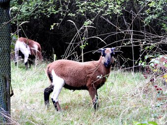 Kamerunské ovce - 6