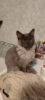 Mainská mývalí bez pp - 6