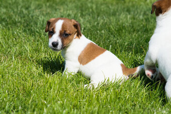 Jack Russell terier - hladkosrstá fenka s PP - - 6
