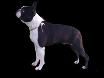 Boston Terrier,Boston,Bostonsky terier - 6
