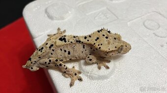 Pagekon řasnatý- Correlophus ciliatus - 6