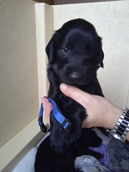 Štěňata Flat Coated Retriever s PP - 6