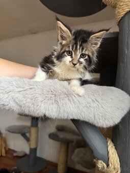 Mainská mývalí koťata s PP - 6