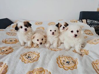 Jorkšírský teriér - 6