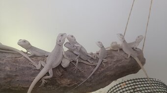 Agama vousatá-mláďata red, citrus, zero - 6
