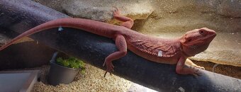 Agama vousatá připravený k odběru - 6