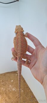 Agama vousatá - pogona vitticeps - 6