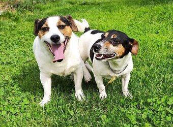 Jack russel terier - 6