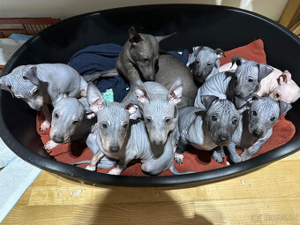 Americký bezsrstý teriér s PP (FCI) - poslední 4 pejsci - 6