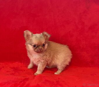 Čivava dlouhosrstá s PP- fenky a pejsci - 6