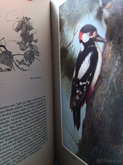 Wald und Wild P.Vetterli 1928 - 6