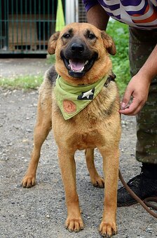 GRATO K ADOPCI - 2 ROKY, USMĚVAVÝ, MILÝ,ODDANÝ - 6