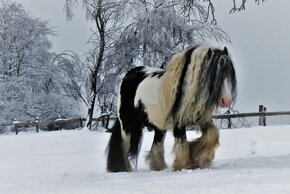 Irský cob připouštění - 6