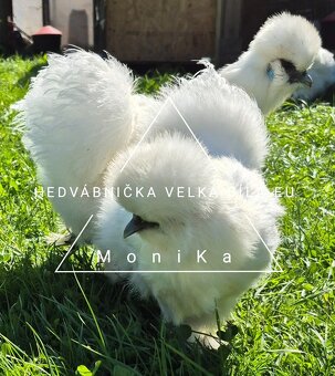 Násadová vajíčka Hedvábnička bílá velká EU - 6