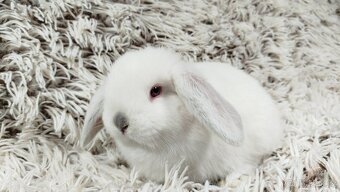 Zakrslý beránek, králíček, králík - MOLLY A MATEO - 6