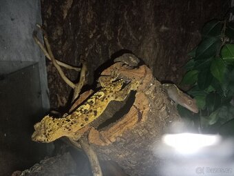 Prodám chovnou skupinku pagekonů řasnatých - 6