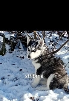 Štěňata Husky - 6