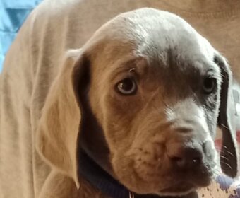 Štěně Výmarský ohař - 6