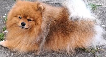 Pomeranian bez PP - 6