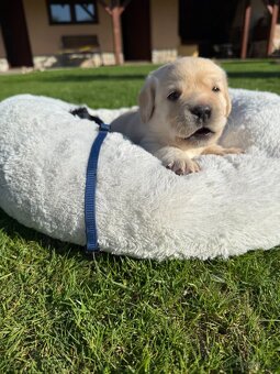 Štěňátka labradora s PP - 6