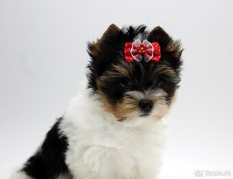 yorkshire terrier colorful - 6