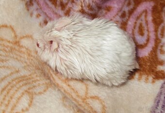 Křeček (křečík) campbell s PP - albino satin - 6
