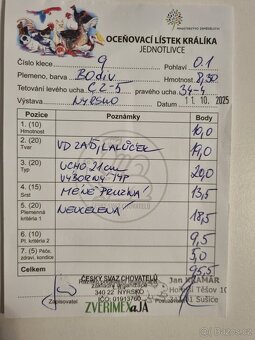 Belgický obr Div - 6