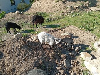 Quessantské ovce, mini ovečky - 6