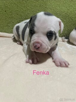 Americký stafordšírsky teriér - 6