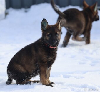 Německý ovčák s PP - 6