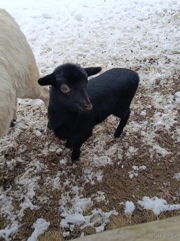 Kamerunské jehňátka a ovečky - 6