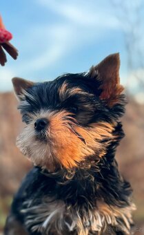 Yorkshire terrier - 6