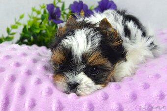 biewer yorkshire terrier s PP - Geronimo - 6