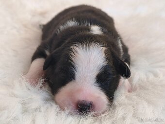 Australský ovčák s PP - štěňátka na prodej - 6